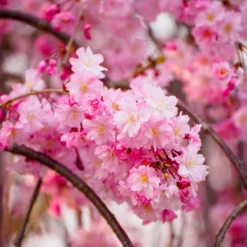 Pink Weeping Cherry Tree -Deals Blossom Vines Store Pink Double Weeping Cherry 9 BB