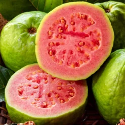 Tropical Pink Guava Tree 10 Tropical Pink Guava Tree -Deals Blossom Vines Store Pink Guava 1