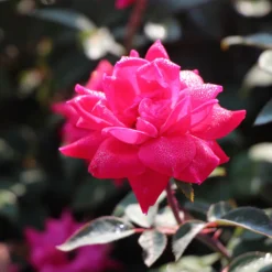 Double Pink Knock Out® Shrub 9 Double Pink Knock Out® Shrub -Deals Blossom Vines Store Pink Knockout Shrub 2 BB