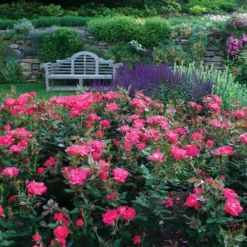 Double Pink Knock Out® Shrub 8 Double Pink Knock Out® Shrub -Deals Blossom Vines Store Pink Knockout Shrub 6