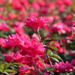 Double Pink Knock Out® Shrub