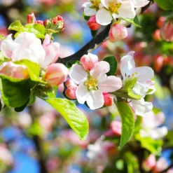 Pink Lady Apple Tree -Deals Blossom Vines Store Pink Lady Apple 5