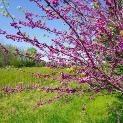 Pink Pom Poms' Redbud Tree -Deals Blossom Vines Store Pink Pom Pom Redbud 3 BB