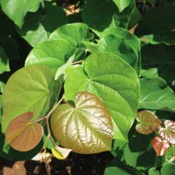 Pink Pom Poms' Redbud Tree -Deals Blossom Vines Store Pink Pom Pom Redbud 4