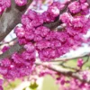 Pink Pom Poms' Redbud Tree