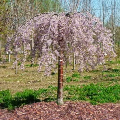 Pink Snow Showers™ Weeping Cherry Tree -Deals Blossom Vines Store Pink Snow Showers Flowering Chery 1