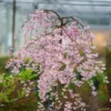 Pink Snow Showers™ Weeping Cherry Tree 1 Pink Snow Showers™ Weeping Cherry Tree -Deals Blossom Vines Store Pink Snow Showers Flowering Chery BB 600x600 27f0edb2 3b43 4eb7 b47d a68cb872a663