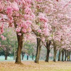 Deals Blossom Vines Store -Deals Blossom Vines Store Pink Trumpet Tree 4