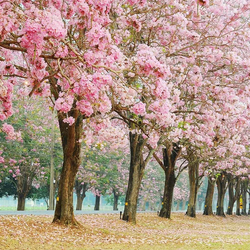 Pink Trumpet Tree 4 Pink Trumpet Tree - Image 2