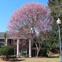 Pink Trumpet Tree 9 Pink Trumpet Tree -Deals Blossom Vines Store Pink Trumpet Tree 7