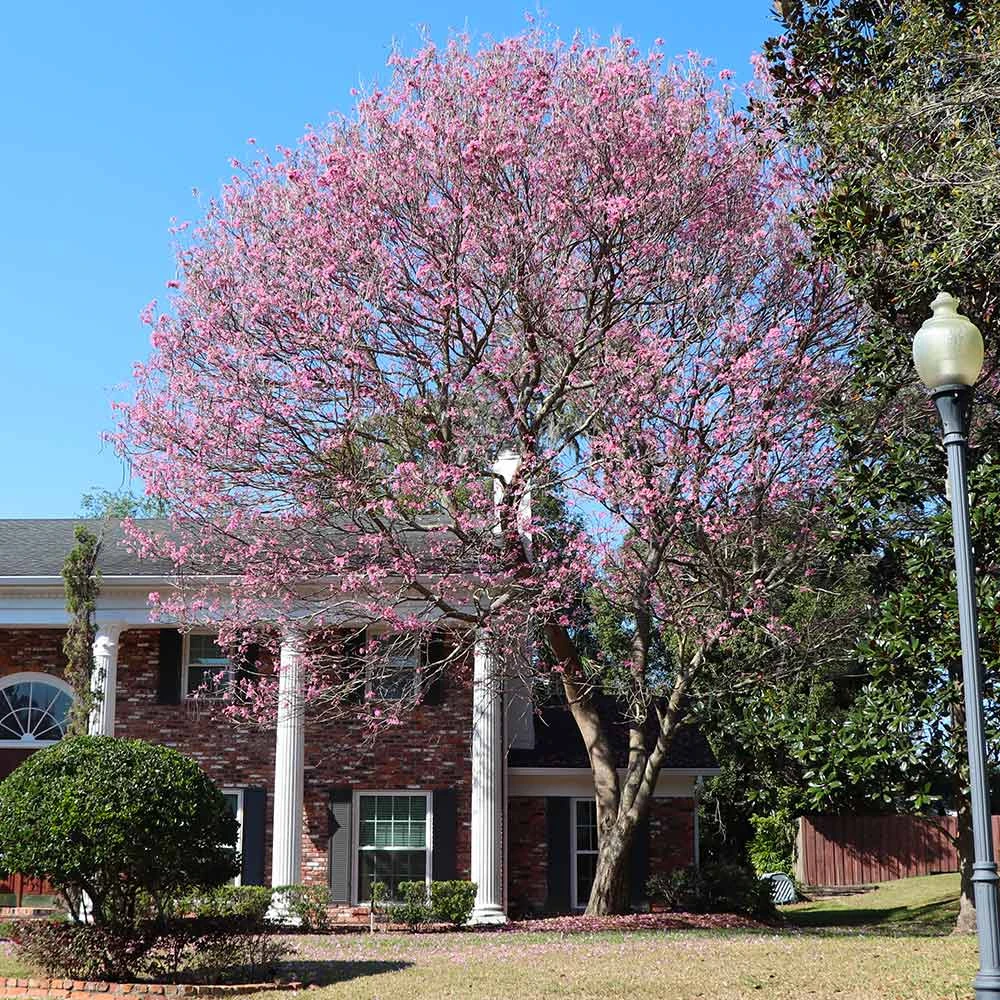 Pink Trumpet Tree 6 Pink Trumpet Tree - Image 4
