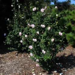 Pink Rose Of Sharon Althea Shrub 7 Pink Rose Of Sharon Althea Shrub -Deals Blossom Vines Store Pink rose of Sharon Althea Shrub 2 BB 3907566a 80a9 44e2 9424 a47e3f98117d