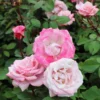 Pinkerbelle™ Rose 2 Pinkerbelle™ Rose -Deals Blossom Vines Store Pinkerbelle Rose BB 600x600 a45a19de d424 45f1 8704 7f41ceea113c