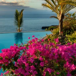 Pink Pixie Bougainvillea -Deals Blossom Vines Store Pixie Pink BOugainvillea BB 4