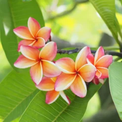 Plumeria Plant 8 Plumeria Plant -Deals Blossom Vines Store Plumeria pink