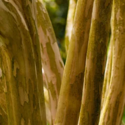 Pink Velour Crape Myrtle Tree -Deals Blossom Vines Store Pnk Velour Crape Myrtle