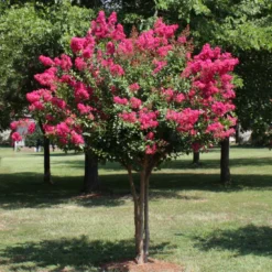 Pink Velour Crape Myrtle Tree -Deals Blossom Vines Store Pnk Velour Crape Myrtle 1 BB
