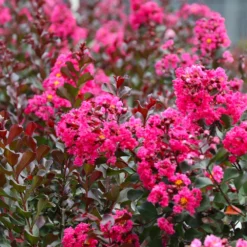 Pink Velour Crape Myrtle Tree -Deals Blossom Vines Store Pnk Velour Crape Myrtle 7 BB