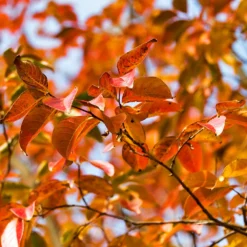 Pink Velour Crape Myrtle Tree -Deals Blossom Vines Store Pnk Velour Crape Myrtle 8