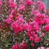 Pink Velour Crape Myrtle Tree -Deals Blossom Vines Store Pnk Velour Crape Myrtle BB 600x600 d3367a2e fdb0 4b44 810c 3f52a0ff5dcc