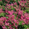 Pocomoke Crape Myrtle -Deals Blossom Vines Store Pocomoke Crape Myrtle 250 thumbnail BB