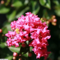 Pocomoke Crape Myrtle 7 Pocomoke Crape Myrtle -Deals Blossom Vines Store Pocomoke Crape Myrtle BB 800 D1