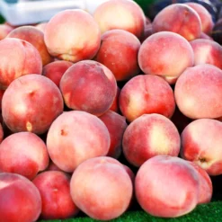 Polly Peach Tree -Deals Blossom Vines Store Polly Peach 3