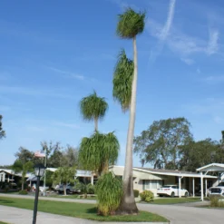 Ponytail Palm Tree -Deals Blossom Vines Store Ponytail Palm 4 BB