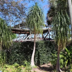 Ponytail Palm Tree -Deals Blossom Vines Store Ponytail Palm 6