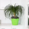 Ponytail Palm Tree -Deals Blossom Vines Store Ponytail Palm BB 600x600 55f3f470 aa43 4241 b9ea 9b94bae040fc