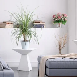 Ponytail Palm Tree -Deals Blossom Vines Store Ponytail Palm BB 600x600 68427662 d37a 45d3 8e21 8f0bfb090aa4