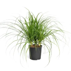 Ponytail Palm Tree -Deals Blossom Vines Store Ponytail Palm standard pot