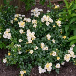 Popcorn Drift® Rose -Deals Blossom Vines Store Popcorn Drift Rose 3