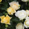 Popcorn Drift® Rose -Deals Blossom Vines Store Popcorn Drift Rose 600x600 ecec565b e9de 449a 9f9c 6e12583aa3b8