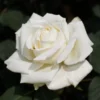 Pope John Paul II Rose Shrub 1 Pope John Paul II Rose Shrub -Deals Blossom Vines Store Pope John Paul Rose BB 600x600 3a3be3e5 634a 4102 9c4d 9b5357f8038c