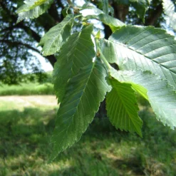 Deals Blossom Vines Store -Deals Blossom Vines Store Prairie Expedition Elm 2