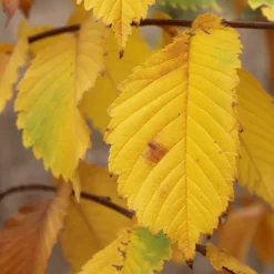 Prairie Expedition® Elm Tree -Deals Blossom Vines Store Prairie Expedition Elm 3