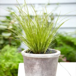 Prairie Fire Sedge 9 Prairie Fire Sedge -Deals Blossom Vines Store Prarie Fire Sedge 3