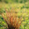 Prairie Fire Sedge -Deals Blossom Vines Store Prarie Fire Sedge BB 600x600 59c0258e 8ded 4eb6 80f5 c6cb8222d96c
