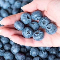 Premier Blueberry Bush -Deals Blossom Vines Store Premier Blueberry 5 BB