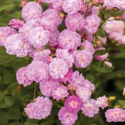 Pretty Polly® Lavender Rose -Deals Blossom Vines Store Pretty Polly Lavender 1 BB