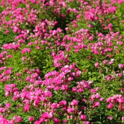 Pretty Polly® Pink Rose -Deals Blossom Vines Store Pretty Polly Pink 2 BB