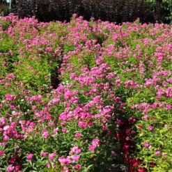 Pretty Polly® Pink Rose -Deals Blossom Vines Store Pretty Polly Pink 4 BB