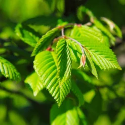 Princeton American Elm Tree 9 Princeton American Elm Tree -Deals Blossom Vines Store Princeon American Elm 5 BB