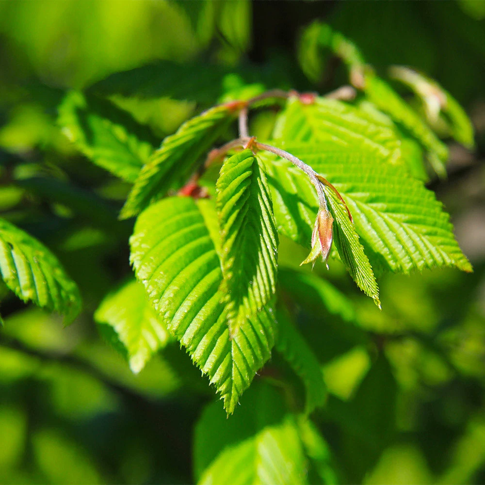 Princeton American Elm Tree 6 Princeton American Elm Tree - Image 4