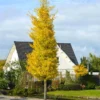 Princeton Sentry™ Columnar Ginkgo -Deals Blossom Vines Store Princeton Sentry Ginkgo Tree 600x600 a1758079 a86e 421a 9da5 a8fd255632c3