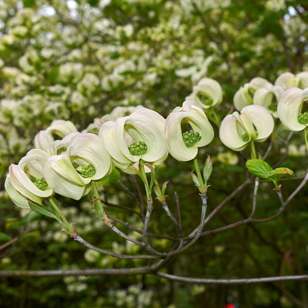 Mexican Flowering Dogwood Tree 5 Mexican Flowering Dogwood Tree - Image 3