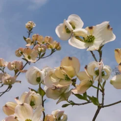 Deals Blossom Vines Store -Deals Blossom Vines Store Pringle Mexican Dogwood 4