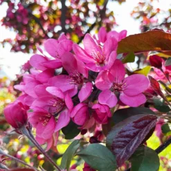Profusion Crabapple Tree -Deals Blossom Vines Store Profussion Crabapple 2 BB