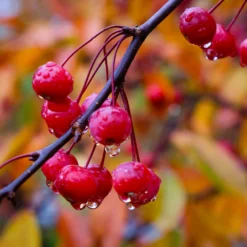Profusion Crabapple Tree -Deals Blossom Vines Store Profussion Crabapple 6